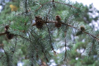 Pinus pungens - borovice pichlavá - šišky